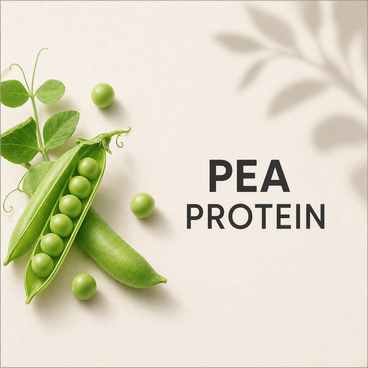 Pea Protein