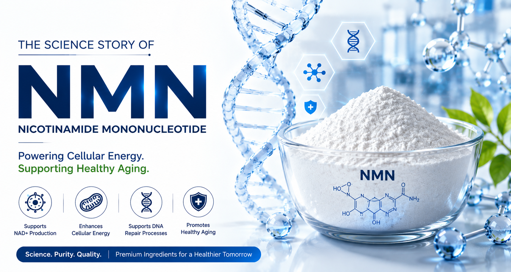 The Science Behind NMN